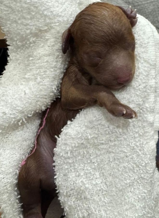 うたベビー2頭生まれました！！