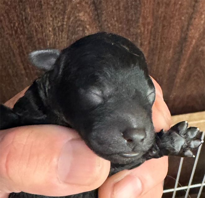 【出産情報】はるベビー4頭生まれました♬