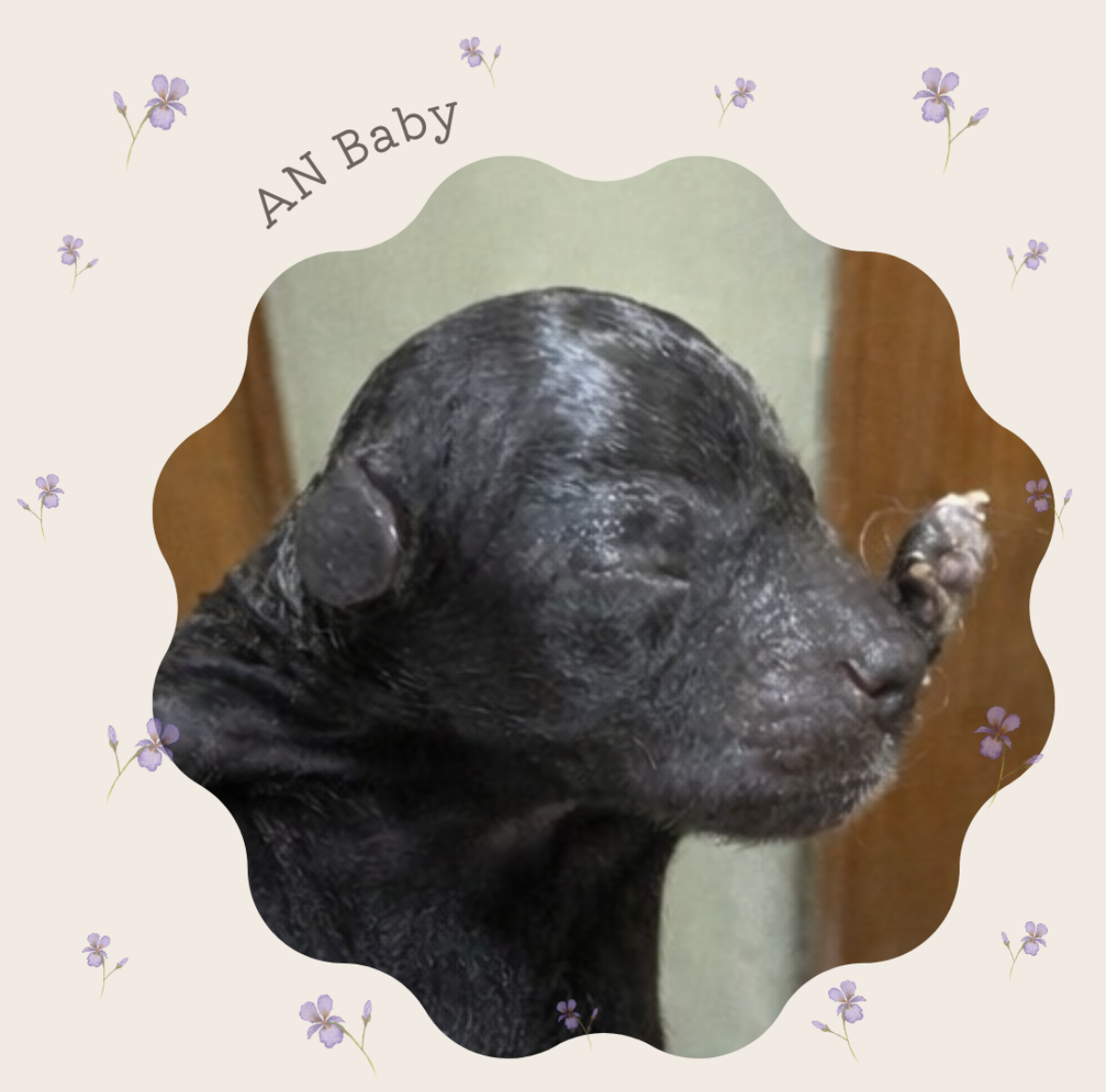 【出産情報】あんベビー3頭生まれました♬