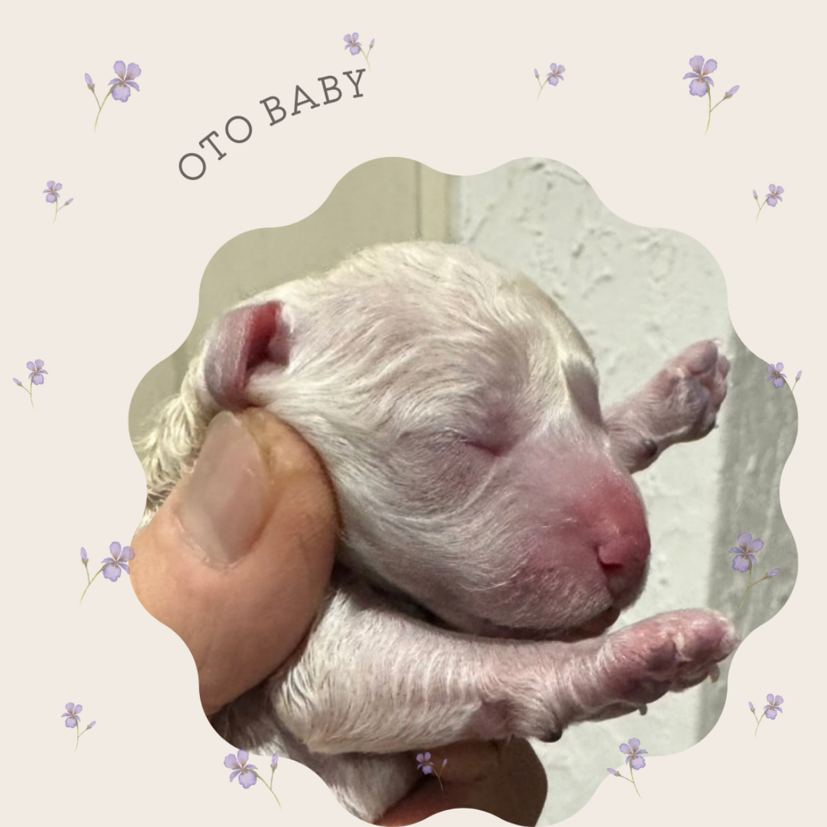 【出産情報】おとベビー3頭生まれました♬