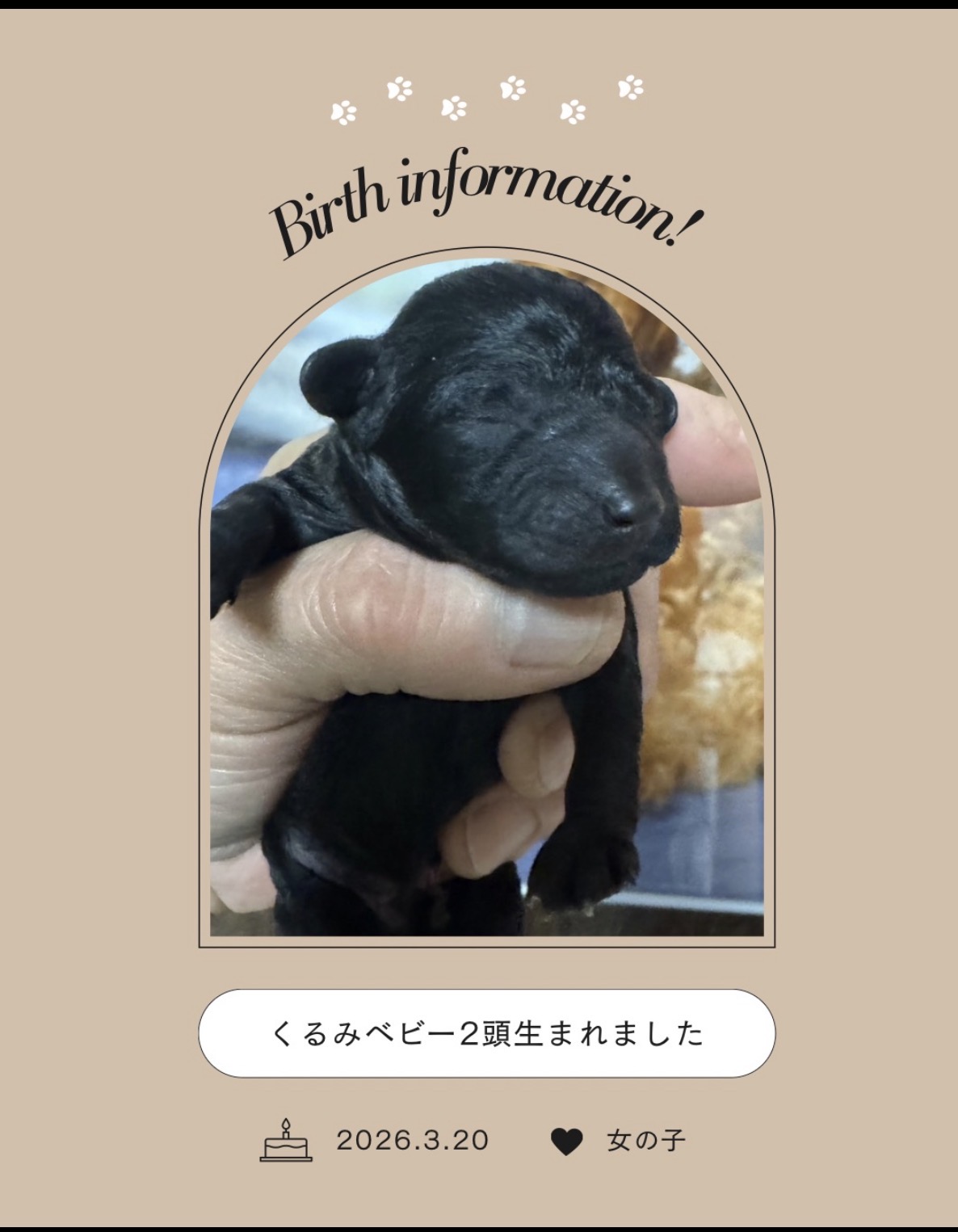 【出産情報】くるみベビー2頭生まれました♫