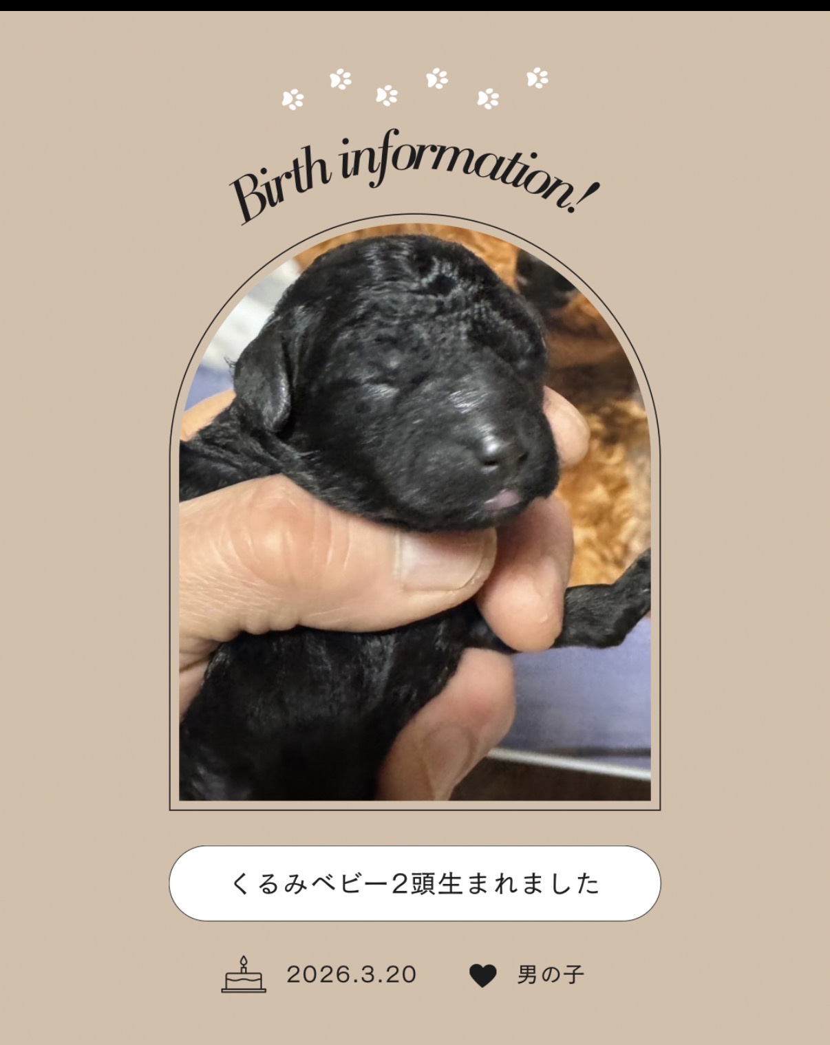 【出産情報】くるみベビー2頭生まれました♫