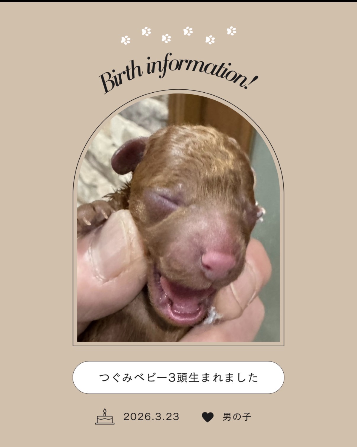 【出産情報】つぐみベビー3頭生まれました♫