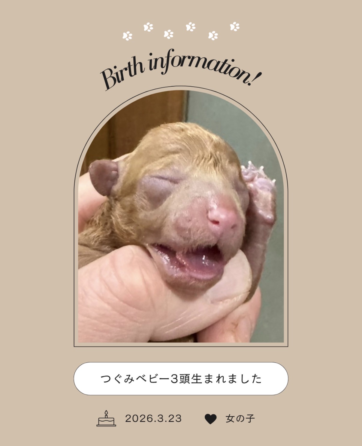 【出産情報】つぐみベビー3頭生まれました♫