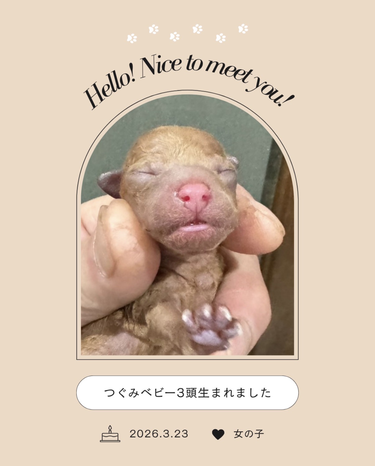 【出産情報】つぐみベビー3頭生まれました♫