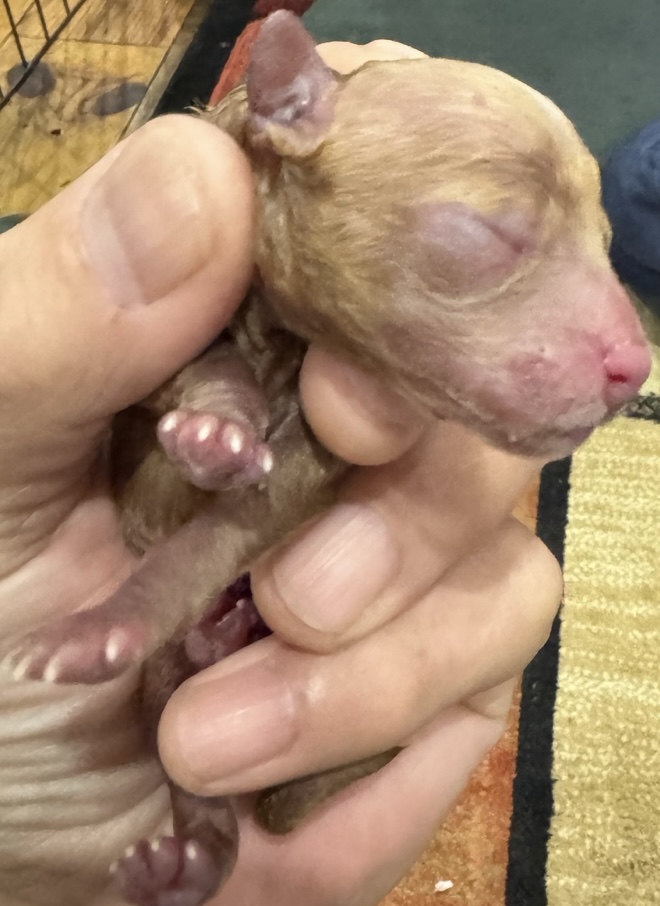 うたベビー2頭生まれました！！