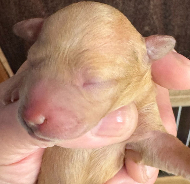 【出産情報】はるベビー4頭生まれました♬