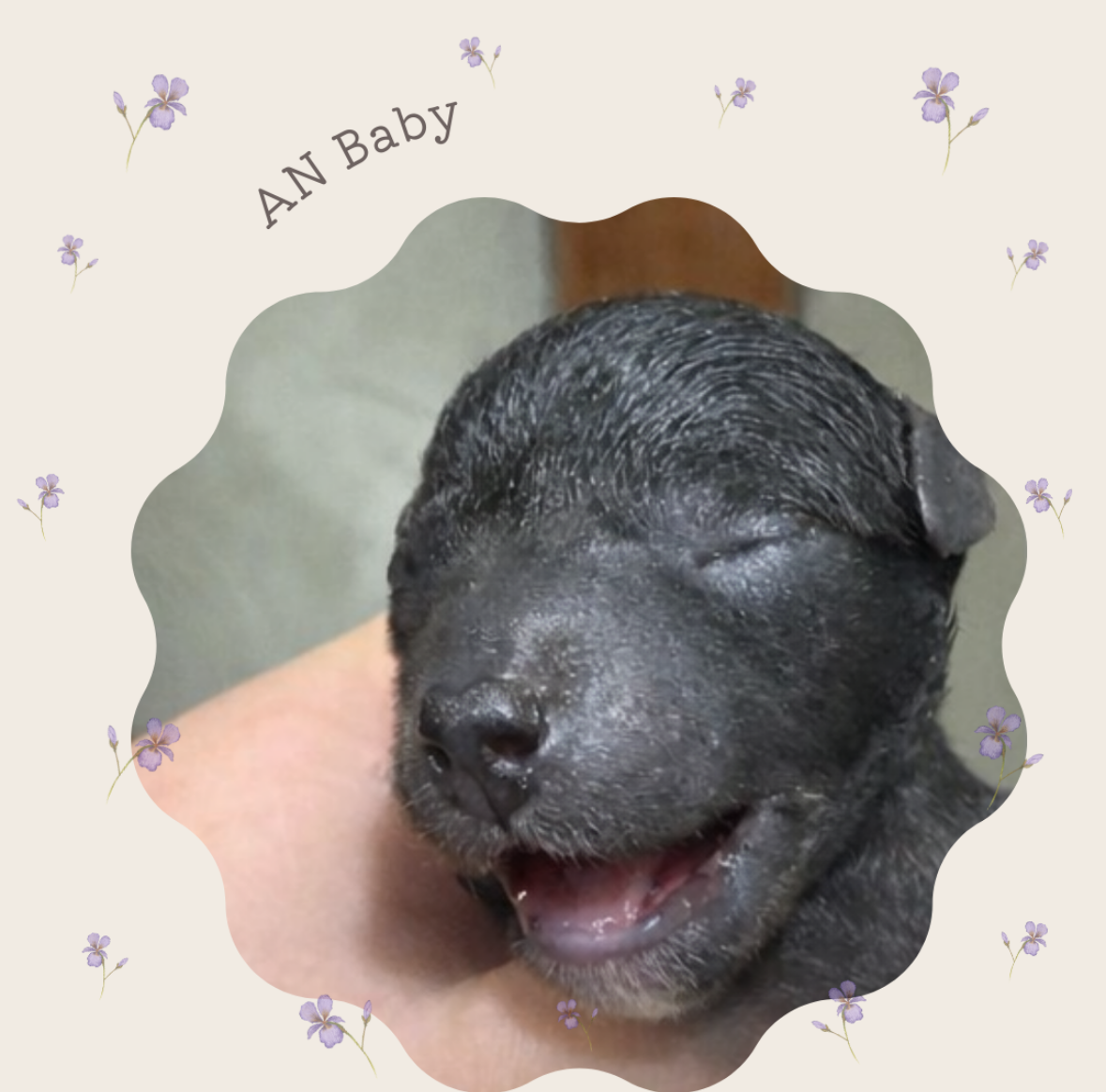 【出産情報】あんベビー3頭生まれました♬