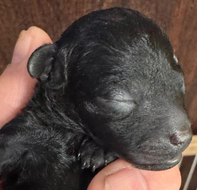 【出産情報】はるベビー4頭生まれました♬