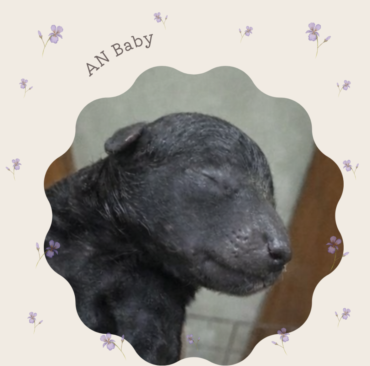 【出産情報】あんベビー3頭生まれました♬