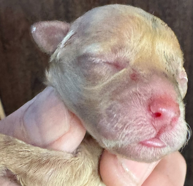 【出産情報】はるベビー4頭生まれました♬